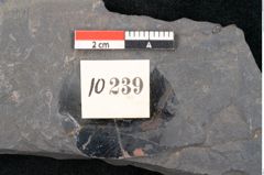 Foto (Detailansicht) von Quercus pachyphylla Ettingshausen (NHMW-GEO-2024-0188-10239)